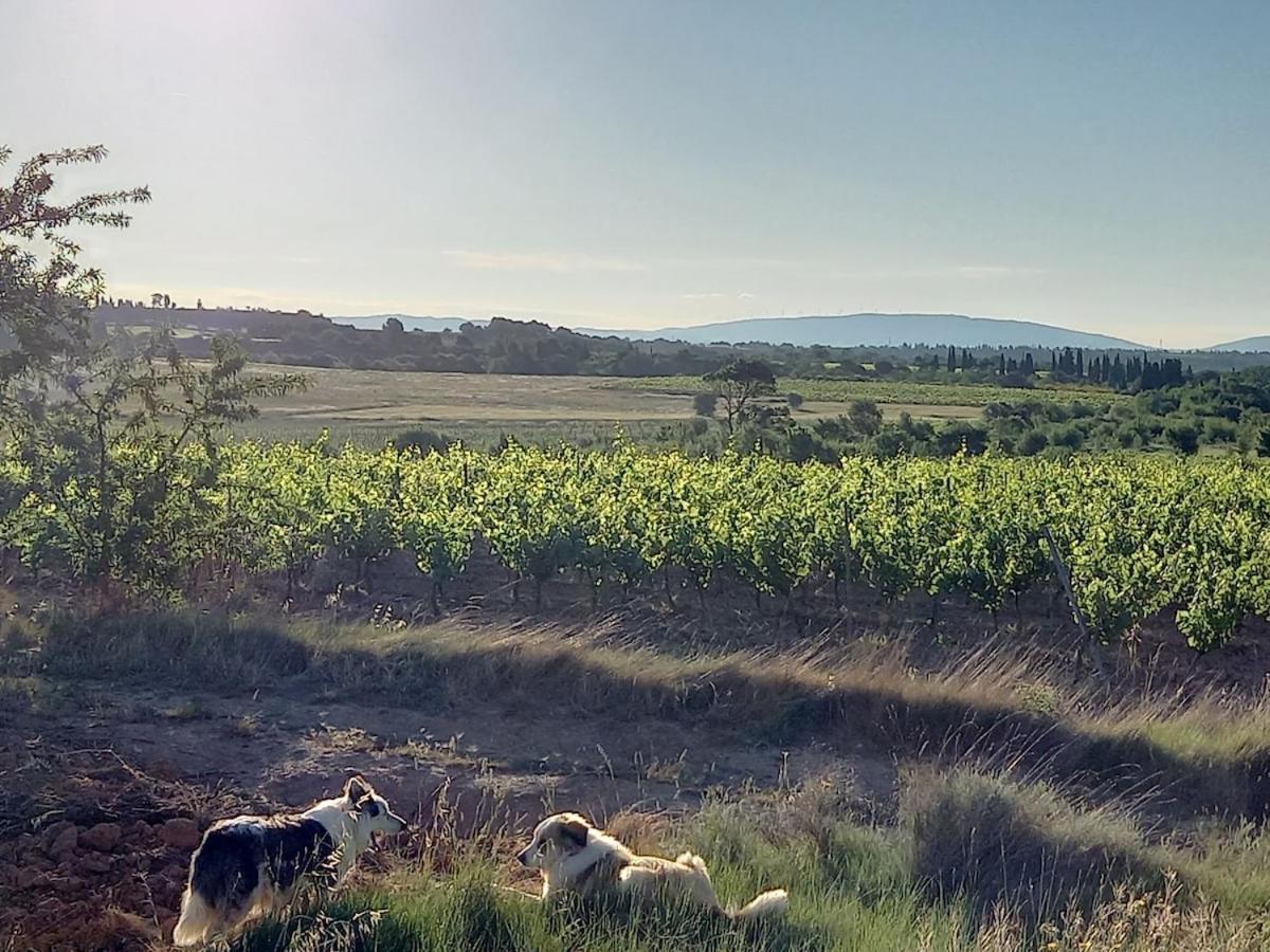 Domaine Saint Augustin Villa Rieux-Minervois Bagian luar foto